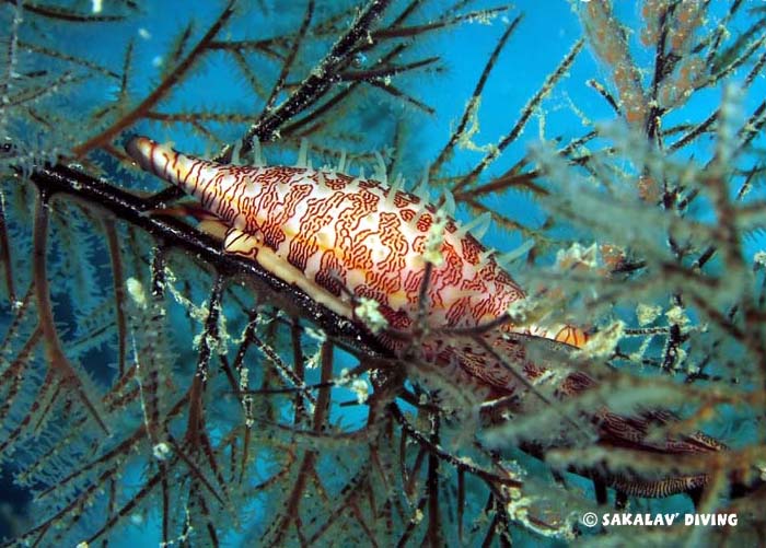 Photos diving plateaus in Madagascar